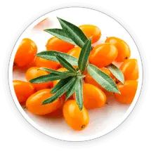 Sea Buckthorn in AquaPeace