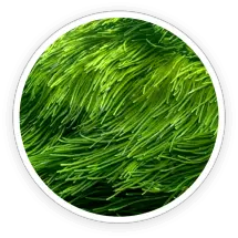 Spirulina